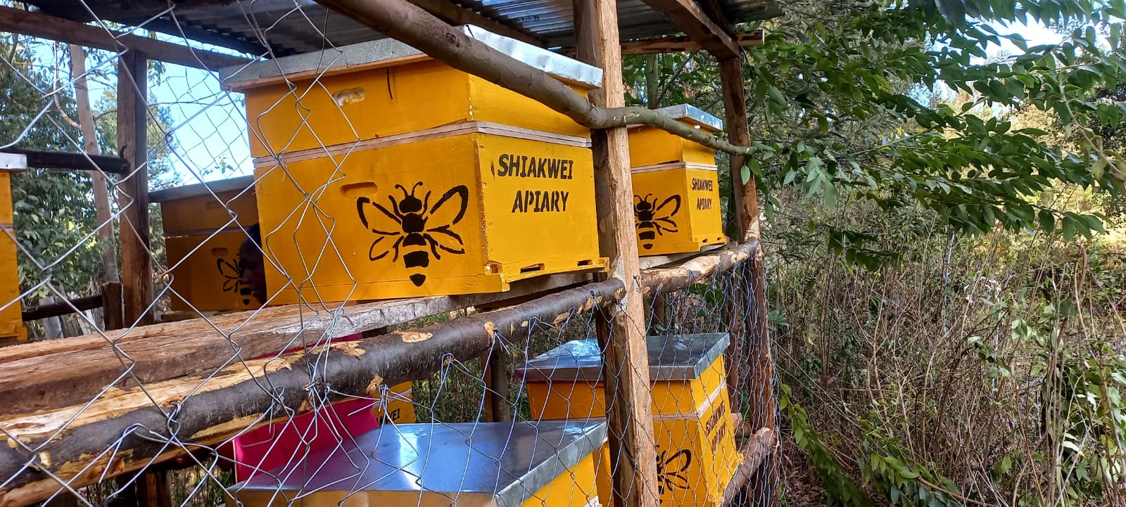 bee farming in Kenya bee farming can chnage lives